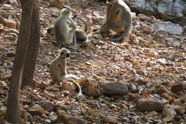 Nahaufnahme Von Affen Gaya Indien — Stockfoto