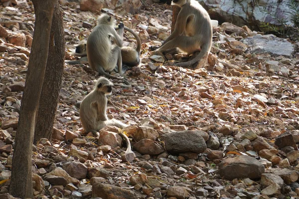 Närbild Apor Gaya Indien — Stockfoto