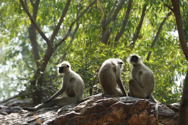 Primer Plano Monos Gaya India — Foto de Stock