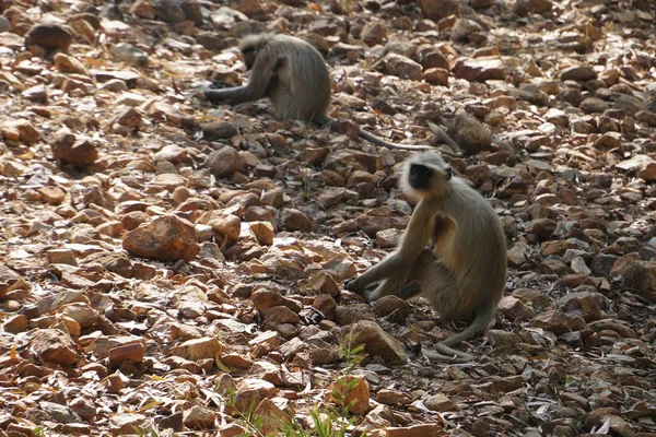 Primer Plano Monos Gaya India — Foto de Stock