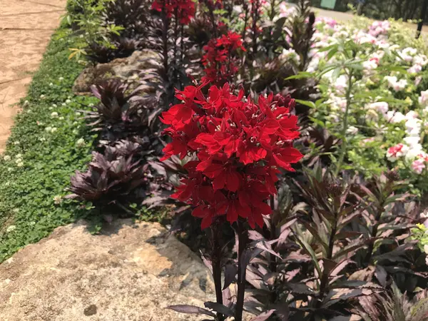 Close Tiro Belas Flores Vermelhas Jardim — Fotografia de Stock