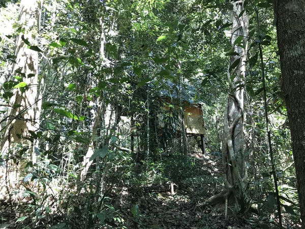 Szenische Aufnahme Einer Kleinen Hütte Tropischen Wald — Stockfoto