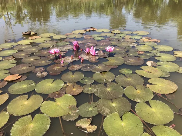 Gros Plan Des Nénuphars Dans Eau — Photo