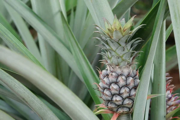 Scenic Shot Pineapple Growing Bush — 스톡 사진