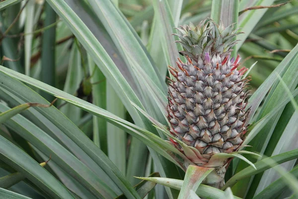 Scenic Shot Pineapple Growing Bush — 스톡 사진