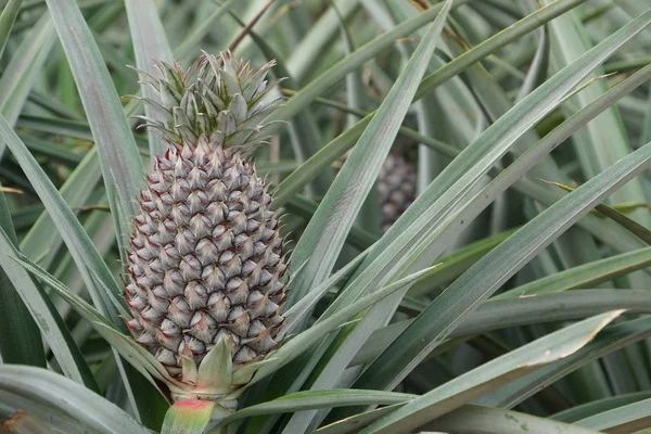 Scenic Shot Pineapple Growing Bush — 스톡 사진