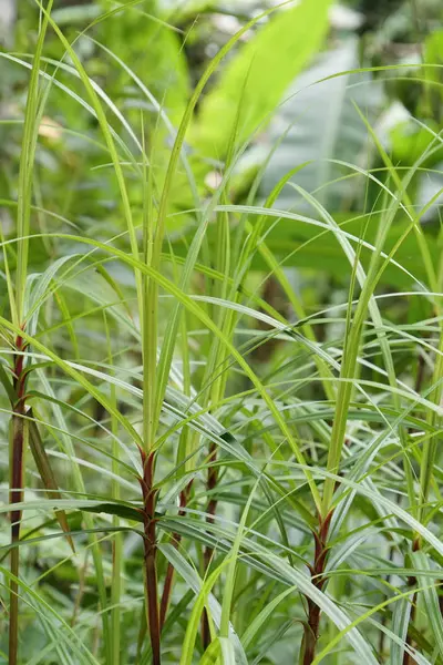 Szenische Aufnahme Von Kleinem Grünem Gras — Stockfoto