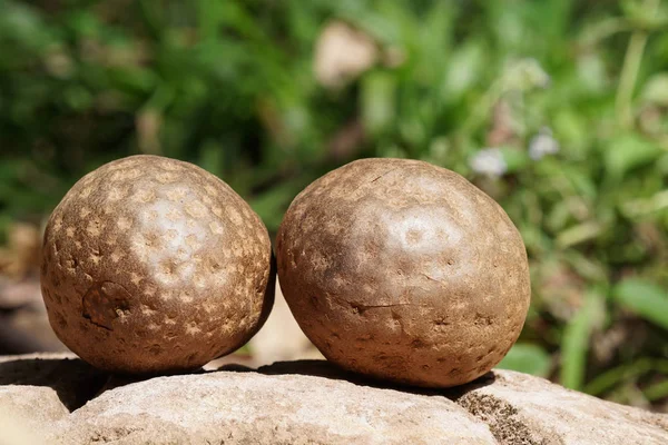 Primer Plano Dioscorea Bulbifera Patatas Aire Que Yacen Roca — Foto de Stock