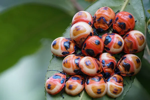 Close Shot Red Bugs Green Leaf — Stock Photo, Image