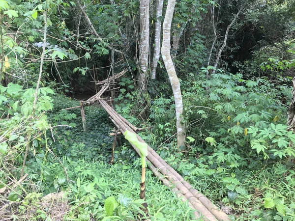 Aussichtsreiche Aufnahme Von Regenwald Mit Bambuspfad — Stockfoto