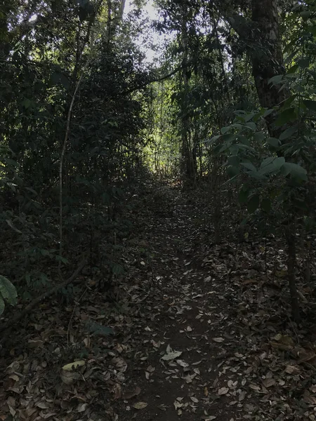 Tiro Cênico Floresta Tropical Escura Dia Nublado — Fotografia de Stock