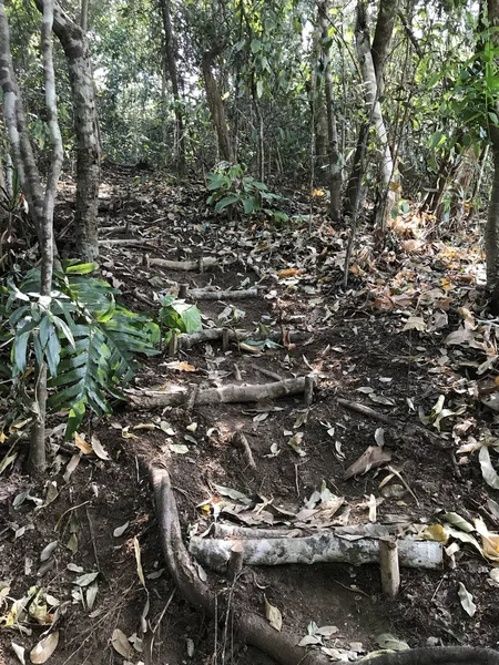 Szenische Aufnahme Von Handgefertigten Treppen Regenwald — Stockfoto