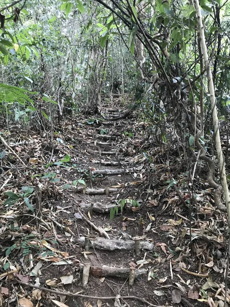 Tiro Cênico Escadas Feitas Mão Floresta Tropical — Fotografia de Stock