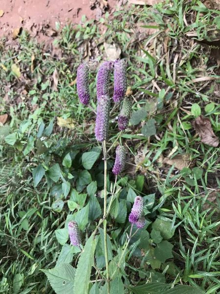 自然の中で美しい紫色の花のクローズアップショット — ストック写真