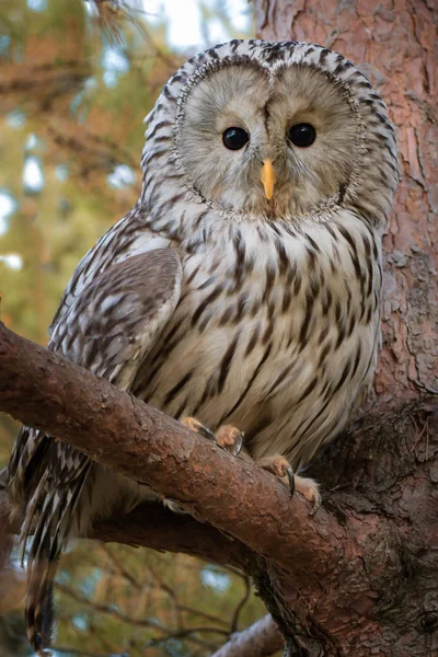 Great bird of prey tailed owl on a branch among the yellowed forest