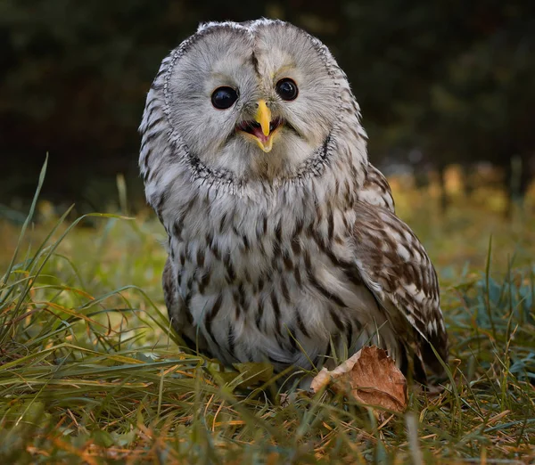 Great bird of prey tailed owl among grass