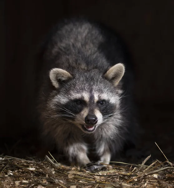 Portrait of a striped raccoon with a black mask on his face