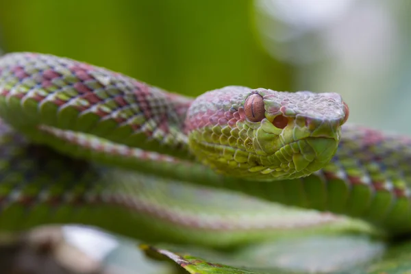 Közelről Pitviper kígyó — Stock Fotó