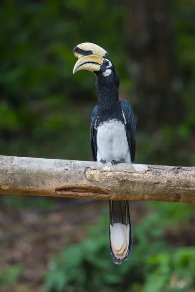 Portrait du calmar à pattes orientales — Photo