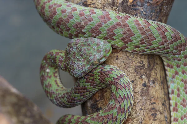 Vénusz Pitviper kígyó közelről — Stock Fotó