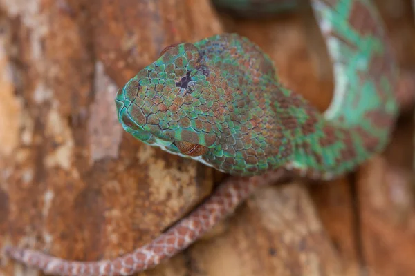 Detailní záběr Pitviper had — Stock fotografie