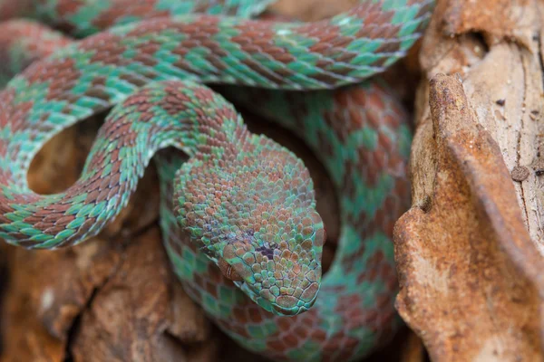 Feche a cobra Pitviper de Vénus — Fotografia de Stock