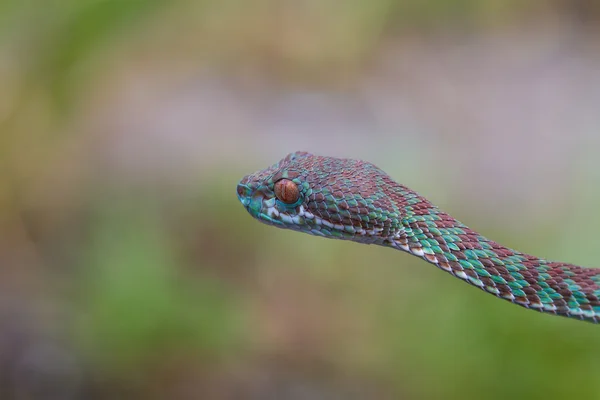 Close up Venus' Pitviper snake — Stock Photo, Image