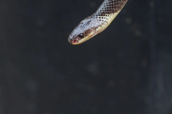 Närbild av Blue Krait orm — Stockfoto