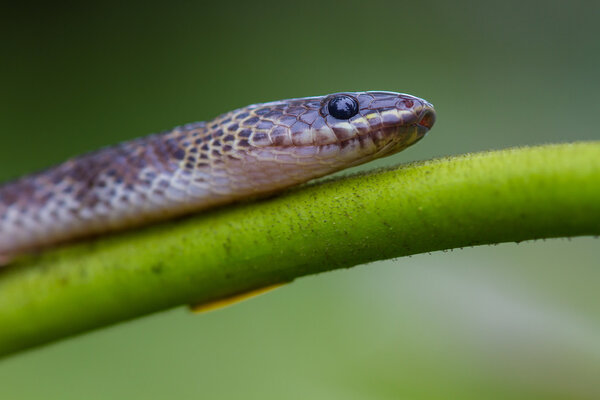 Close up Blue Krait snake 