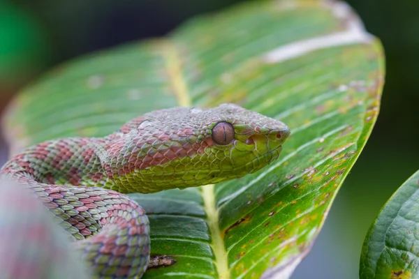 Feche a cobra Pitviper — Fotografia de Stock