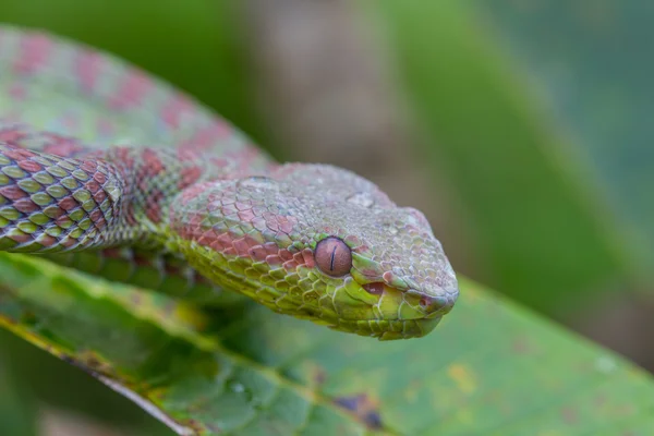 De cerca serpiente Pitviper — Foto de Stock