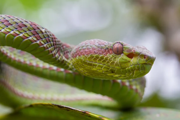 De cerca serpiente Pitviper — Foto de Stock