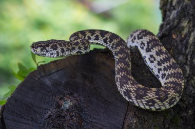 Close up of Mangrove Pitviper snake clipart