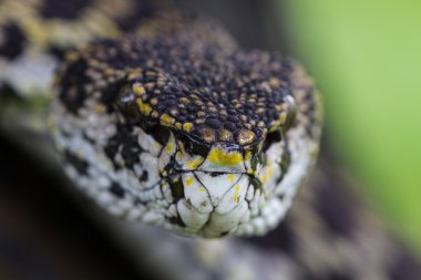Mangrov kesimlerinde bulunan çukur engerek yılan gibi yakın çekim