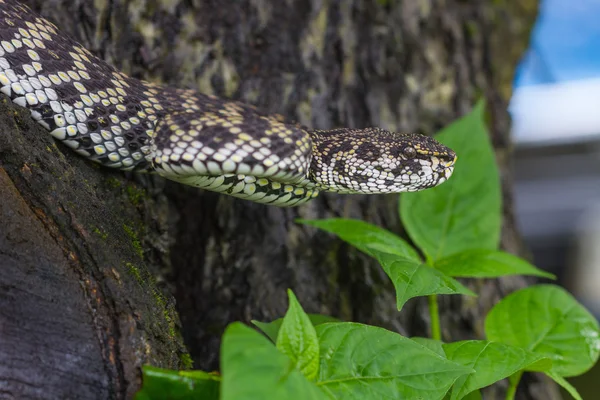 マングローブ Pitviper ヘビのクローズ アップ — ストック写真