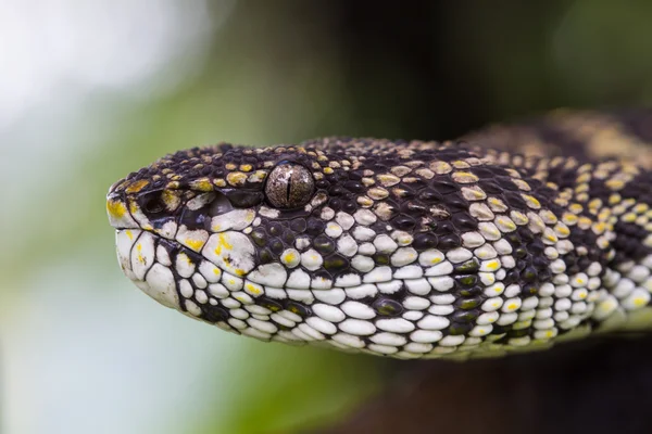 红树林 Pitviper 蛇的特写 — 图库照片