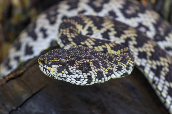 Zblízka Mangrove Pitviper hada — Stock fotografie