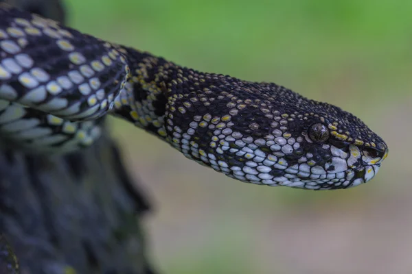 Mangrov kesimlerinde bulunan çukur engerek yılan gibi yakın çekim — Stok fotoğraf