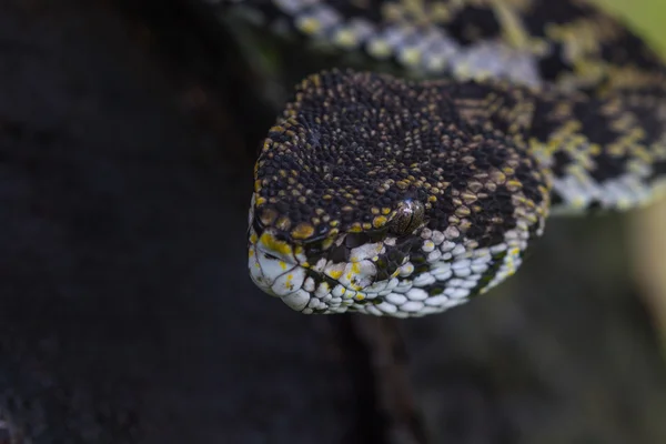 Mangrov kesimlerinde bulunan çukur engerek yılan gibi yakın çekim — Stok fotoğraf