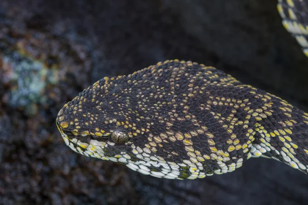 红树林 Pitviper 蛇的特写 — 图库照片