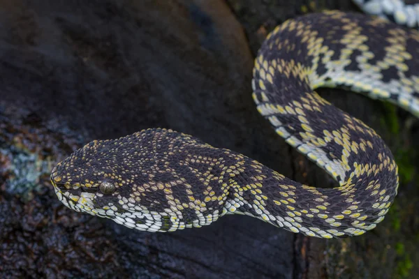 マングローブ Pitviper ヘビのクローズ アップ — ストック写真