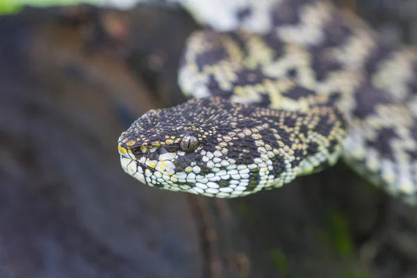 Zblízka Mangrove Pitviper hada — Stock fotografie