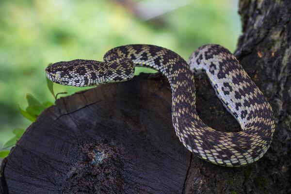 Close up of Mangrove Pitviper snake