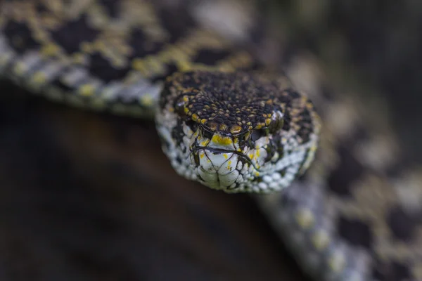 맹그로브 Pitviper 뱀의 클로즈업 — 스톡 사진