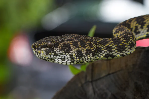 Close up de Manguezal Pitviper cobra — Fotografia de Stock