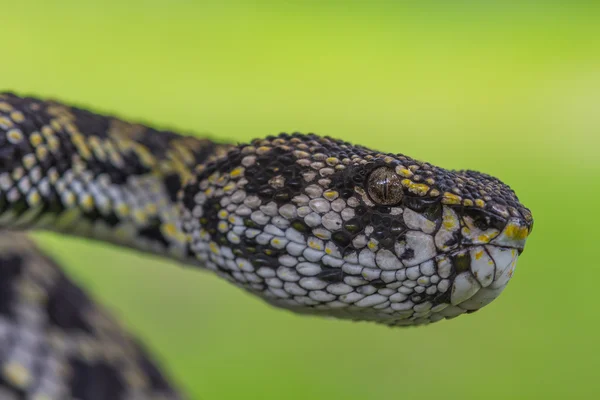 Close up of Mangrove Pitviper snake — Stock Photo, Image