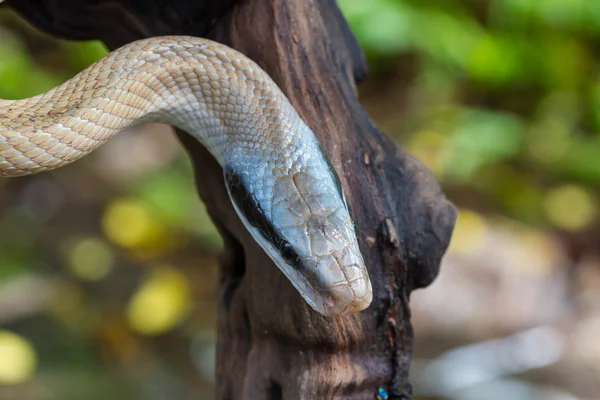 Fare yılan, Orthriophis taeniurus ridleyi — Stok fotoğraf