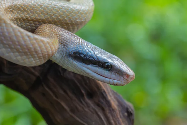 Rat Snake, Orthriophis taeniurus ridleyi — Stock Photo, Image