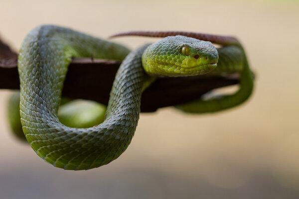 Close up Yellow-lipped Green Pit Viper snake