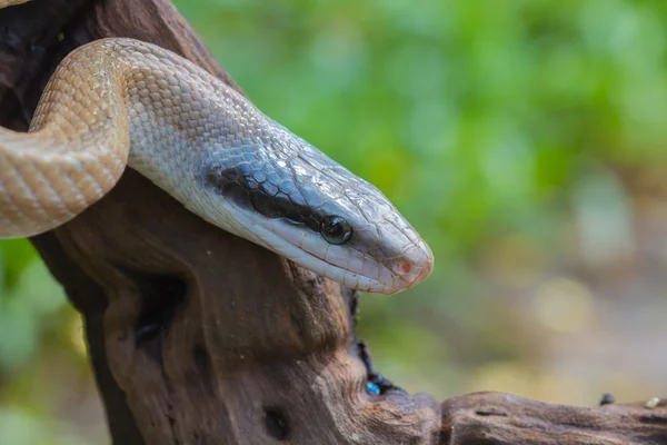 Serpente de rato, Orthriophis taeniurus ridleyi — Fotografia de Stock